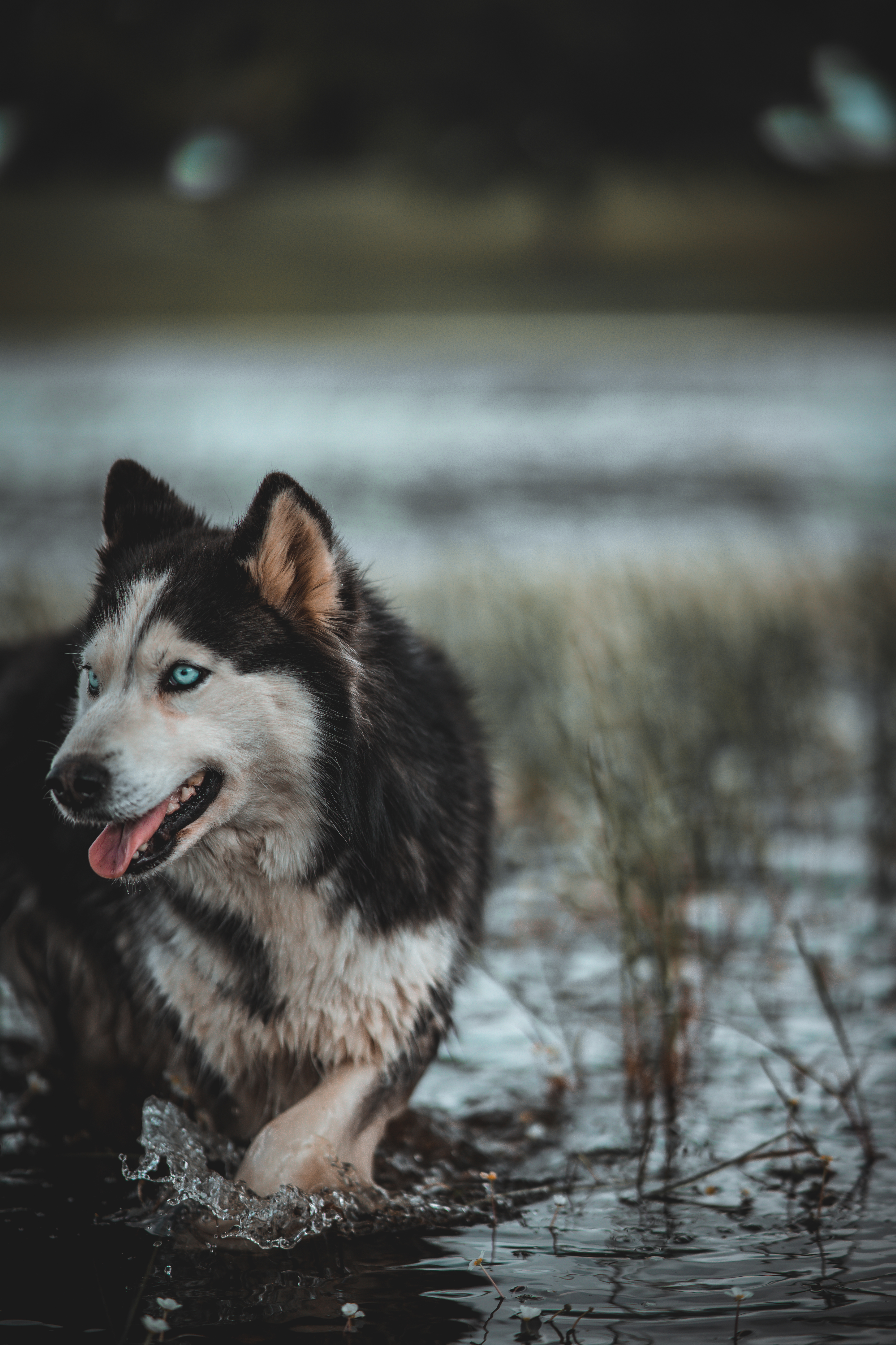 Blog Huskies