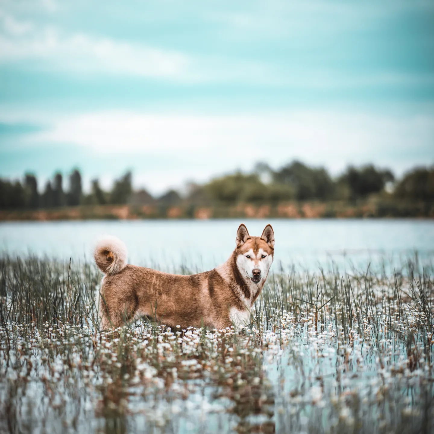 Contacto Siberian Husky