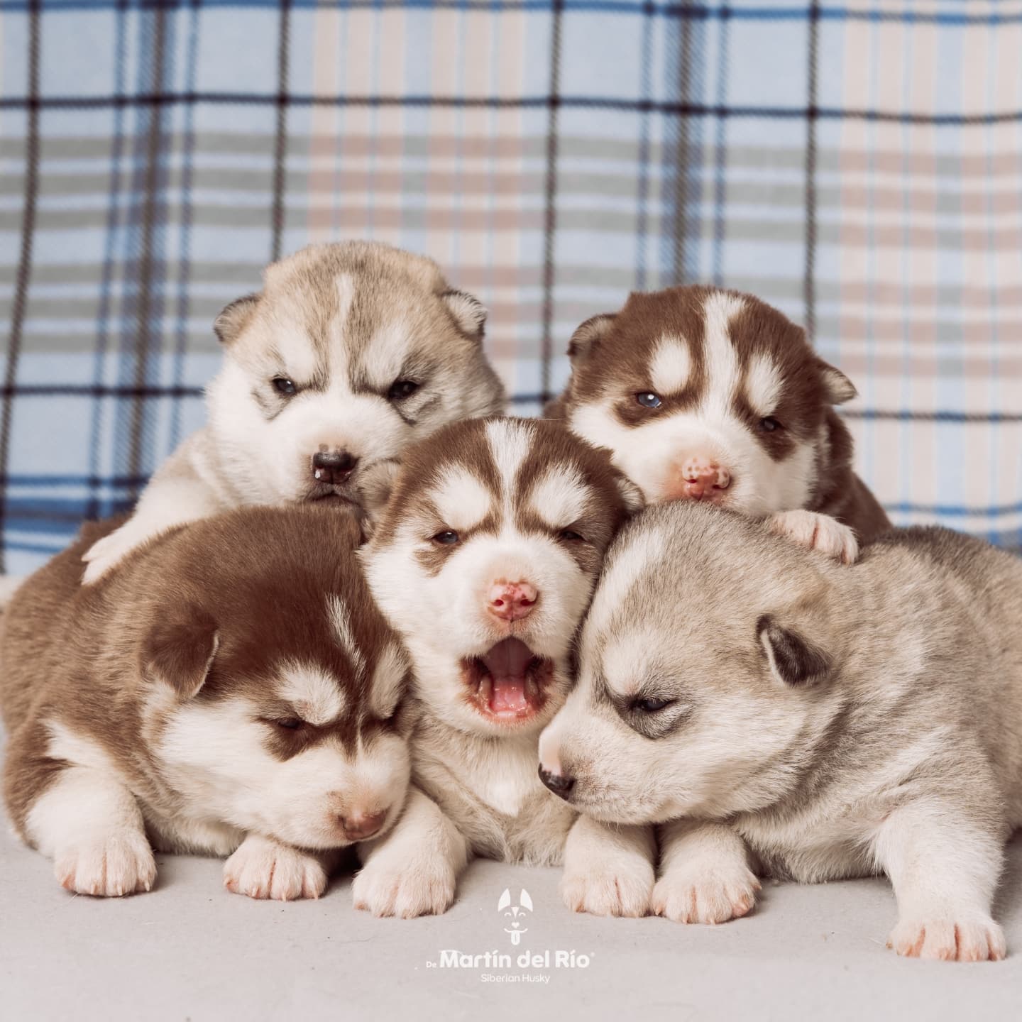 Nosotros - De Martín del Río